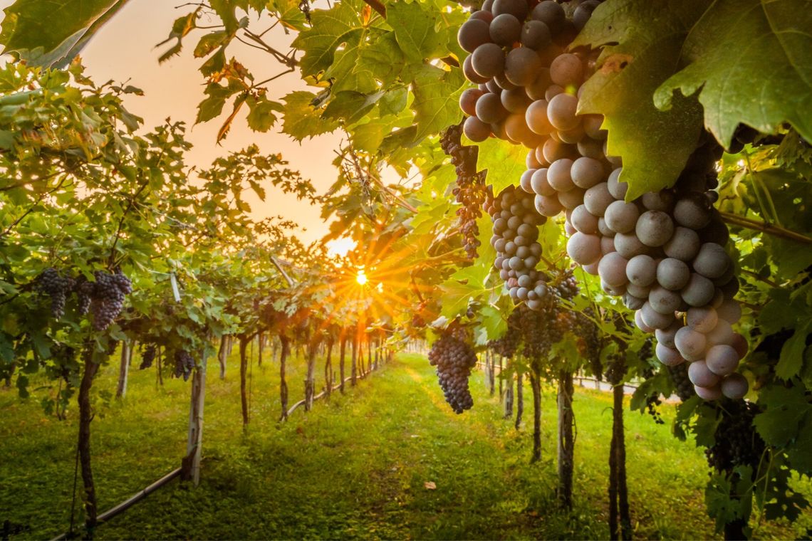 Attrezzature per la coltivazione della vigna