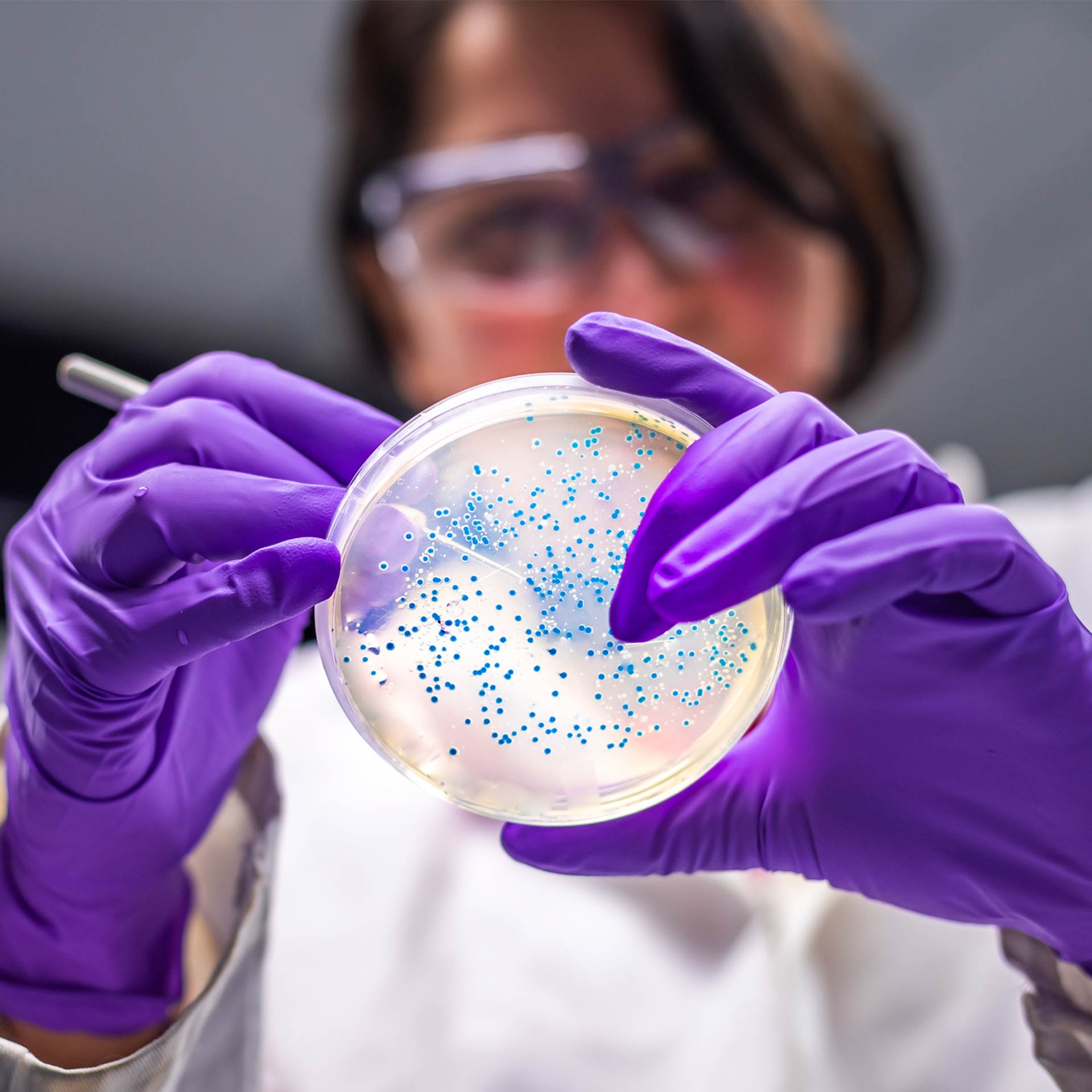 Woman Examining Bacterial Culture Plate — Demorest, GA — Nano Environmental Solutions Woman Examining Bacterial Culture Plate — Demorest, GA — Nano Environmental Solutions