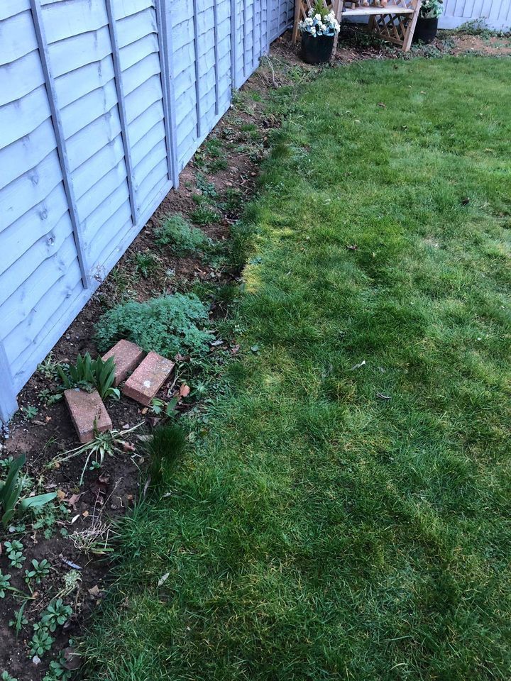 overgrown lawn