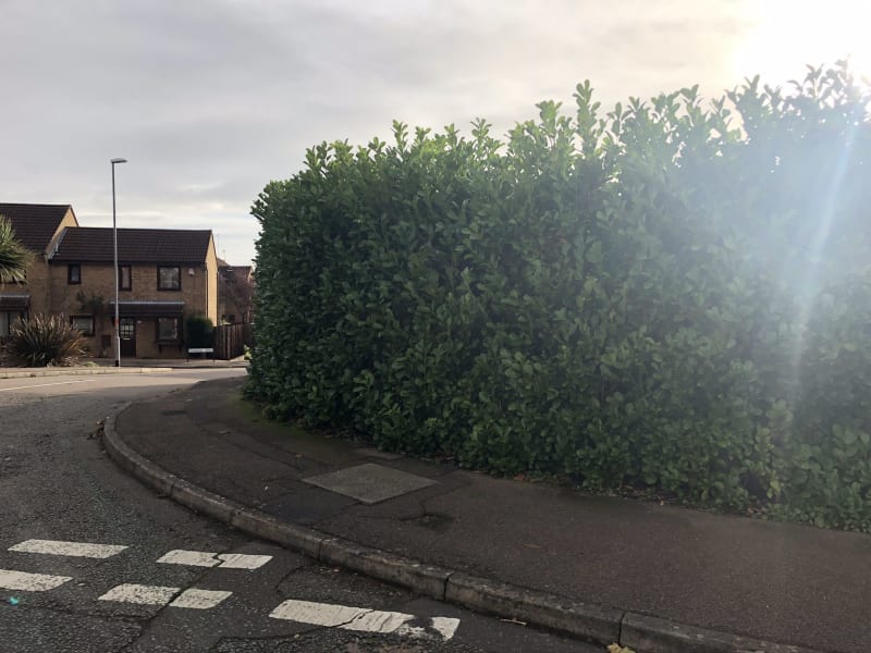 overgrown hedge