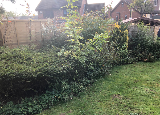 garden and bushes