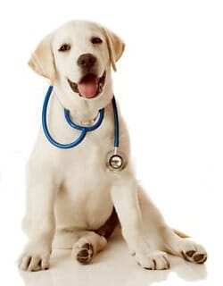 Dog Grooming - Animal Boarding in Oxford, PA