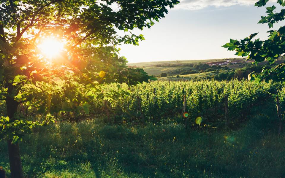 farmhouse vineyard
