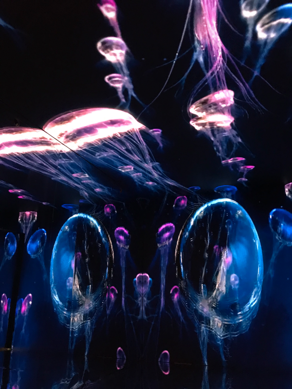 Immersive Installation