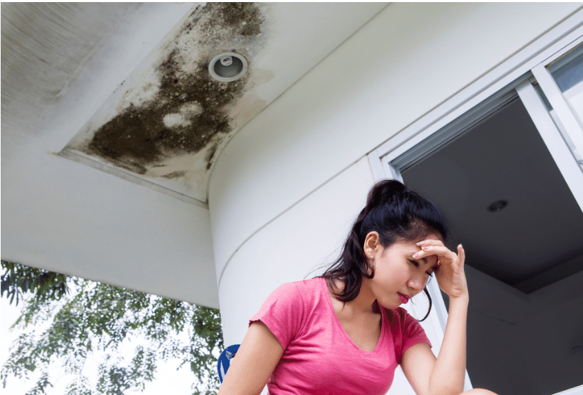 mold removal Katy TX
