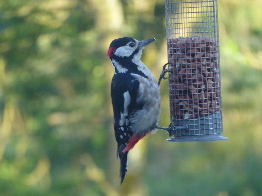 Woodpecker