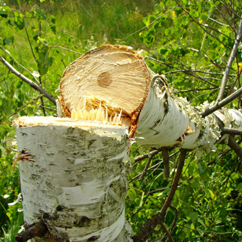 tree felling