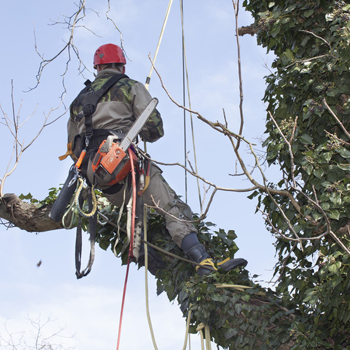 tree work