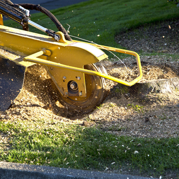Stump grinding