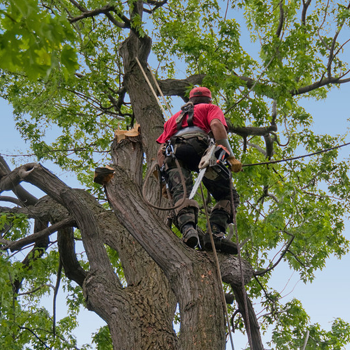 tree care