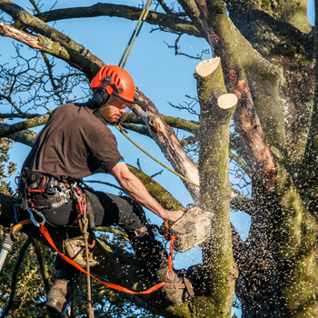 Tree surgeons