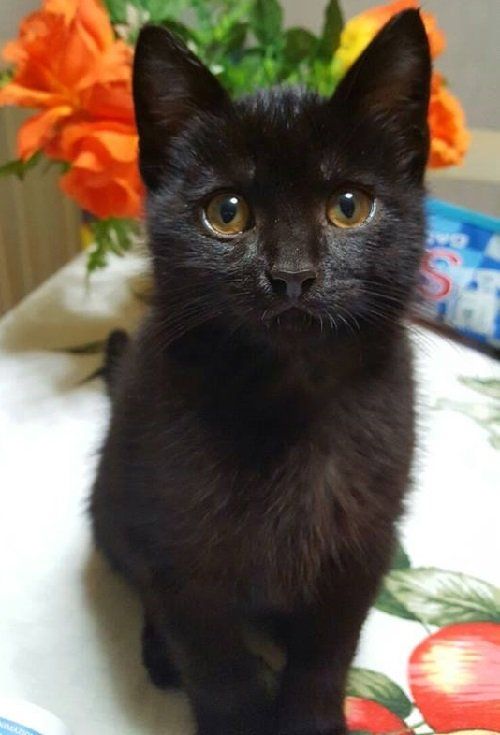 gatto nero