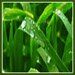 quality grass services