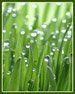 turf grass services