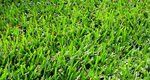 bermuda grass services