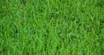 buffalo grass services