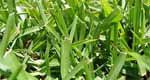 centipede lawn grass
