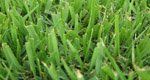 zoysia grass services
