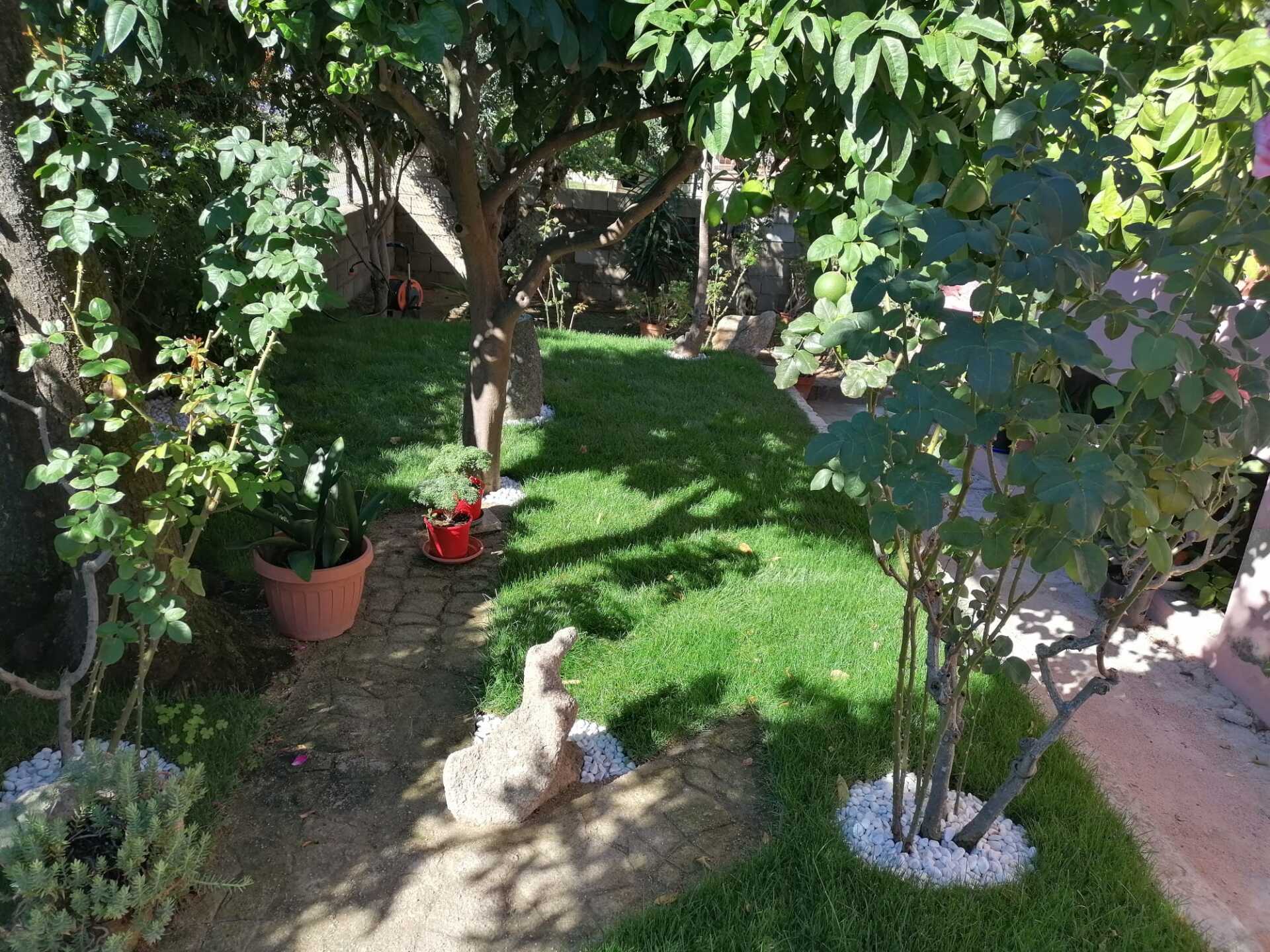 Erba e piante