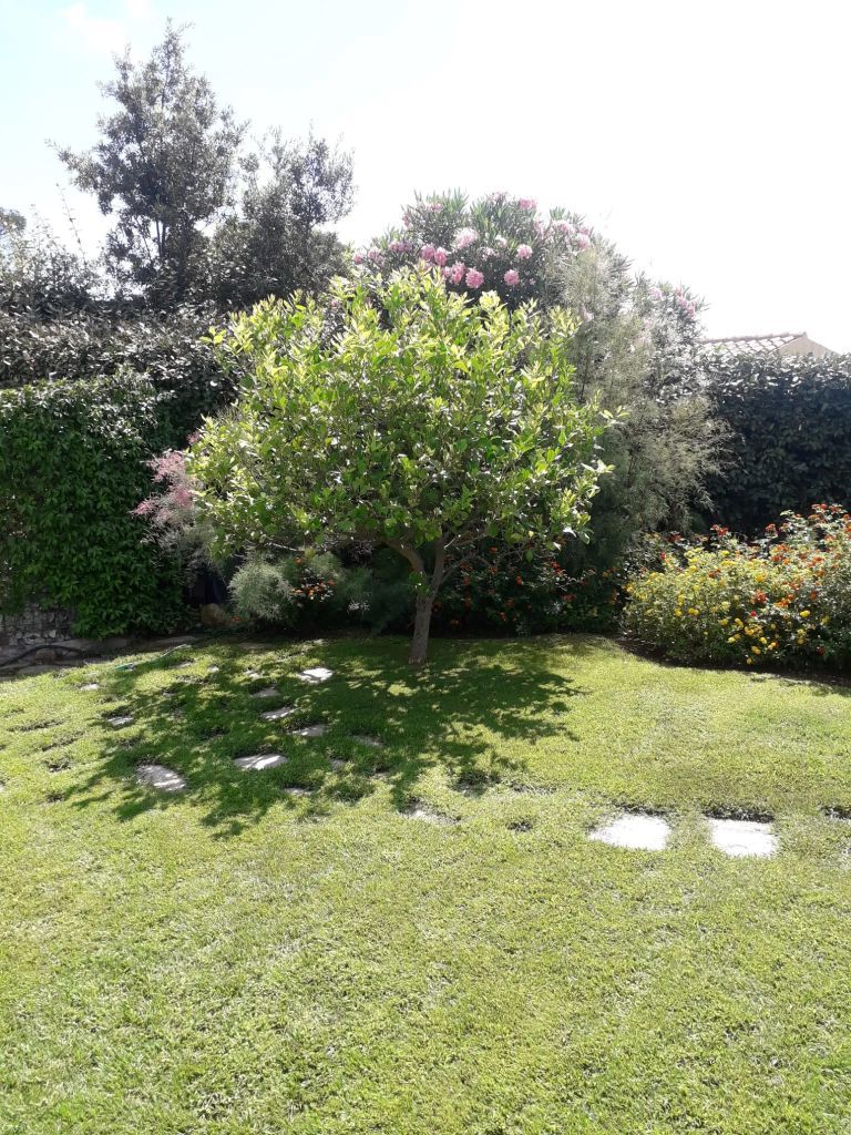 Prato con albero