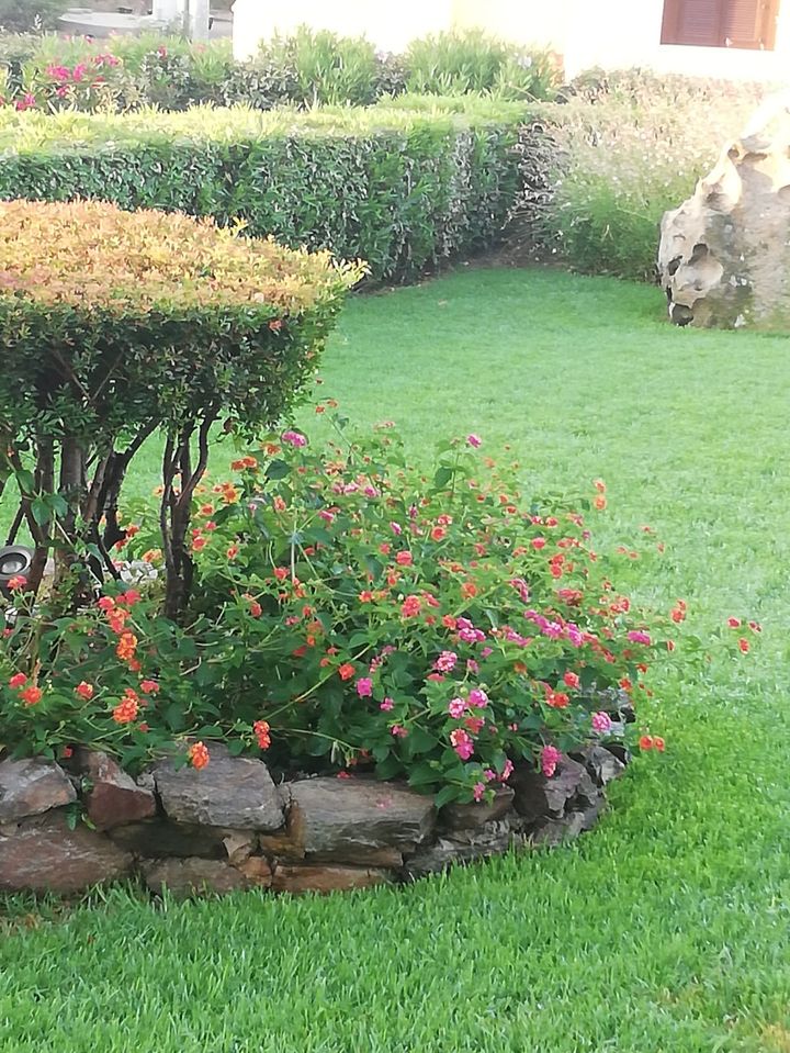 Vaso con fiori