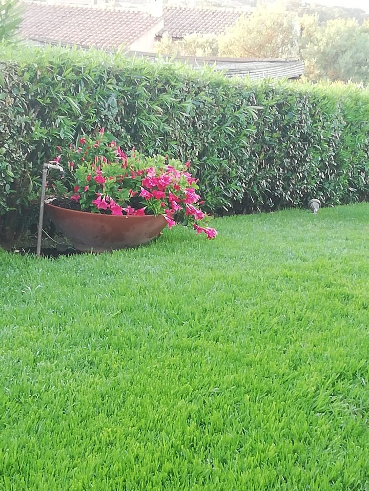 Vaso con fiori