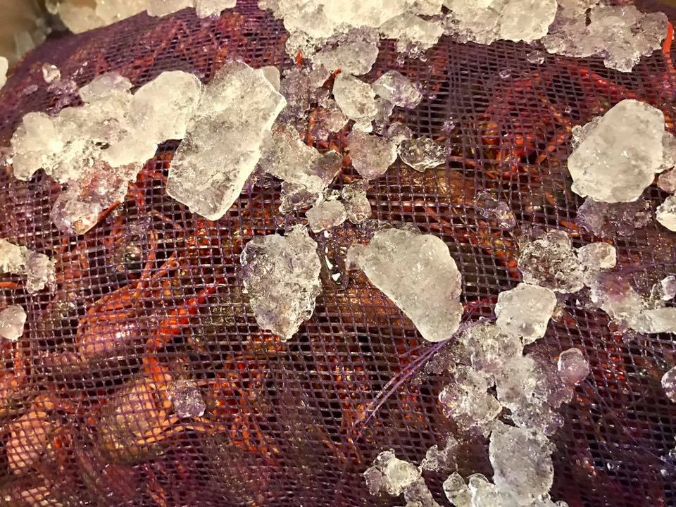 A close up of a bag of lobsters covered in ice.