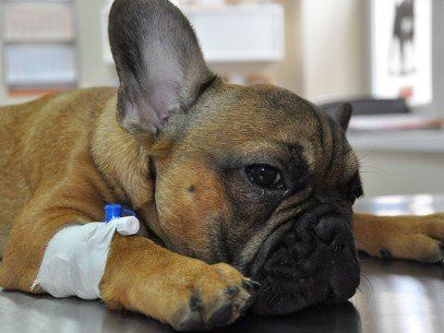 Pet Surgery - Wellness Exams in Topsfield, MA Pet Surgery - Wellness Exams in Topsfield, MA