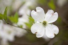 Click Below For Common Questions About Cremation & Cremation Pricing White Flower