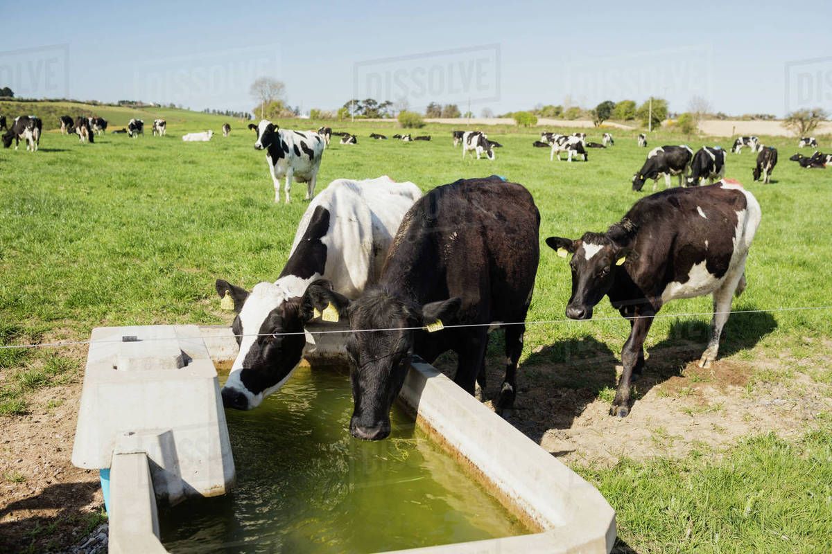 cows