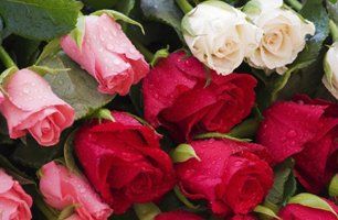 Flowers for all occasions