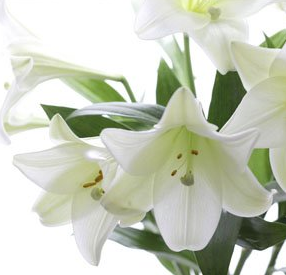 White flower