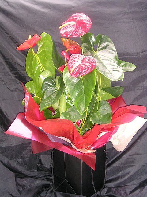 Arum lily bouquet