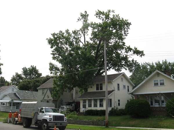 Site Prep — Trees Outside the House in Mansfield, OH