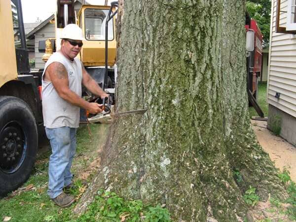 Tree Removal — Man Cutting Down the Tree in Mansfield, OH