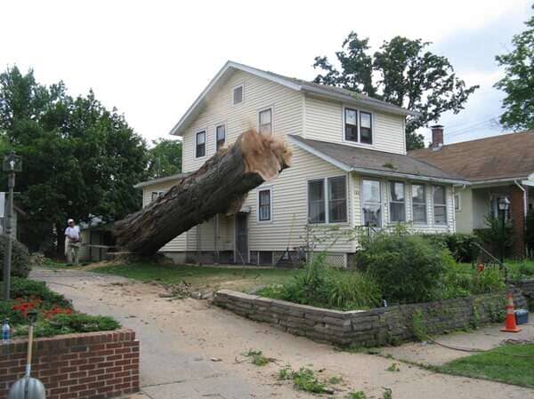 Tree Trimming — Cut Tree in Mansfield, OH
