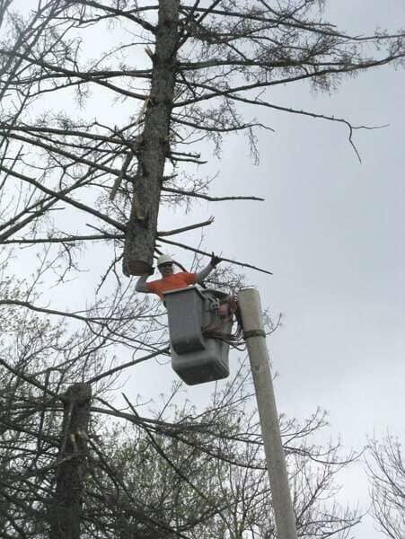 Stump Grinding — Man in the Bucket Truck in Mansfield, OH