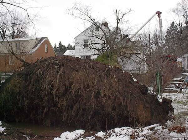 Stump Grinding — Big Tree in Mansfield, OH