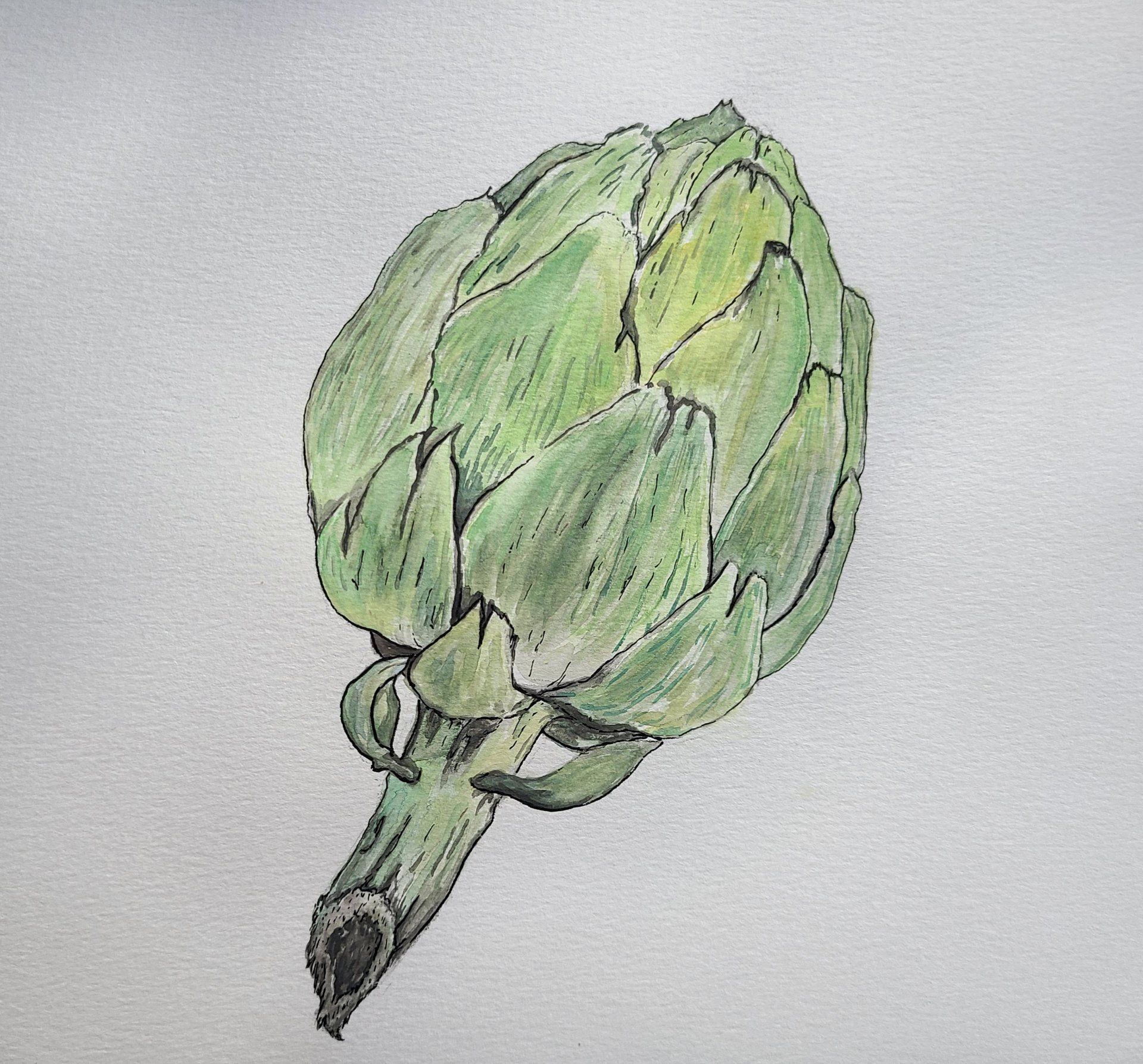Green and tan artichoke drawing on a light gray background.