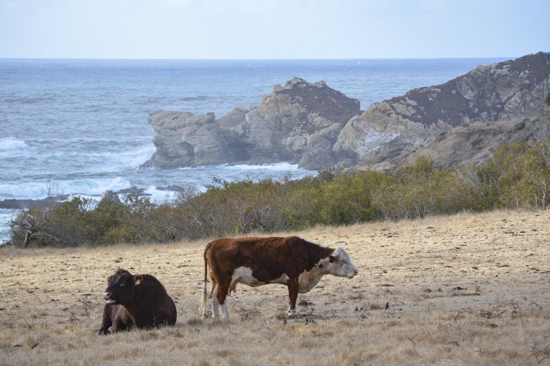 Two cows grazing near a rocky coastline. One brown and white cow stands; the other rests. Ocean waves in the background.