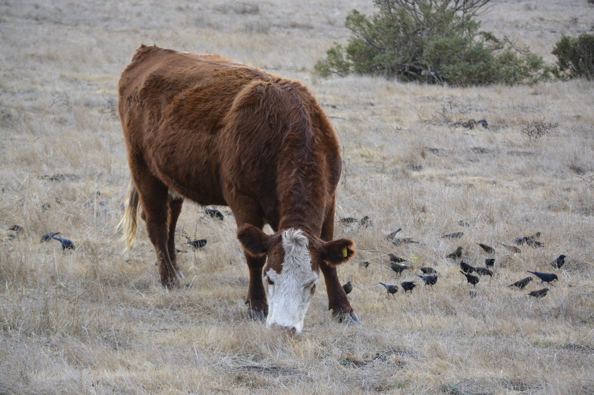 Brown cow grazing in a field with several small black birds nearby.