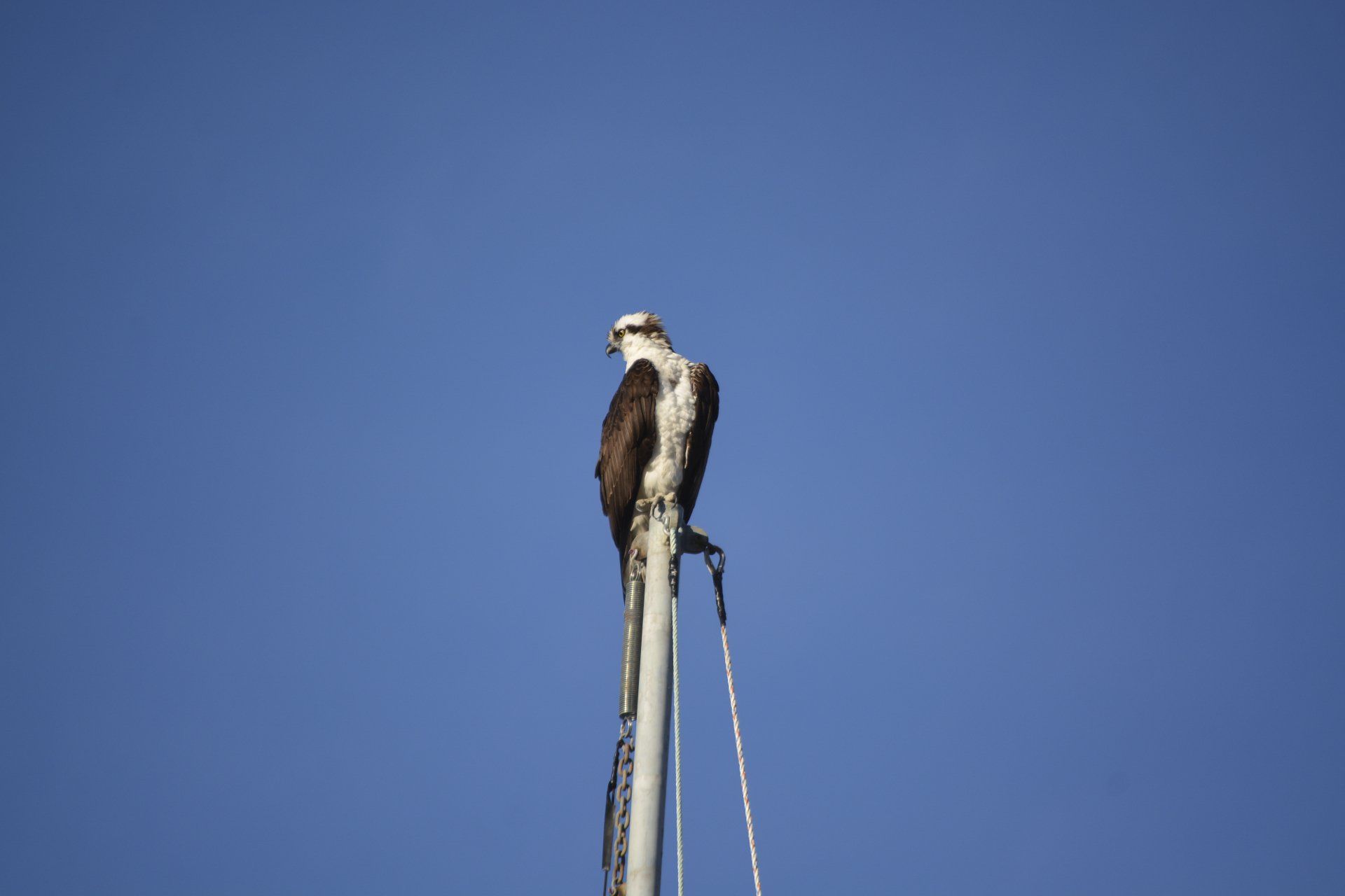 Osprey perched on a boat mast against a clear blue sky.