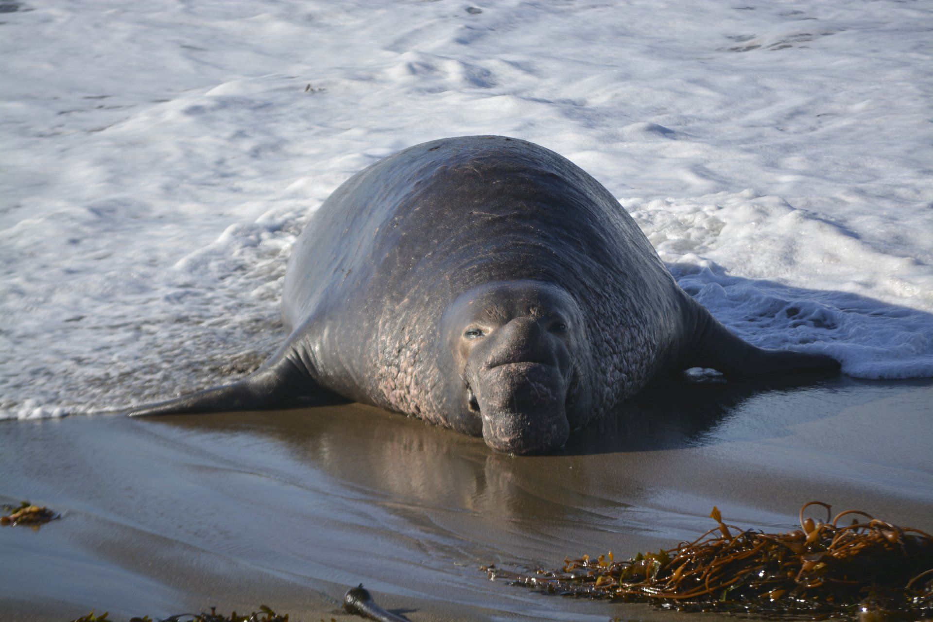 Elephant seal resting on a sandy beach, with ocean waves in the background.