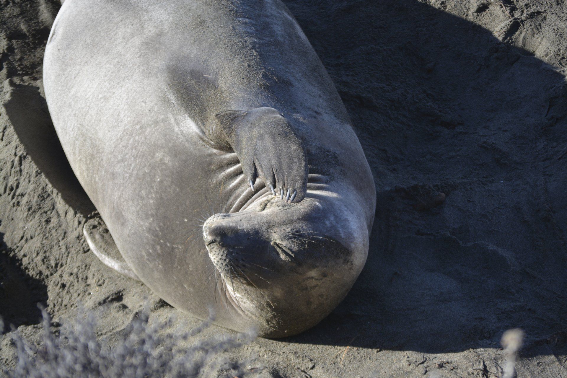 Elephant seal resting on sandy beach.