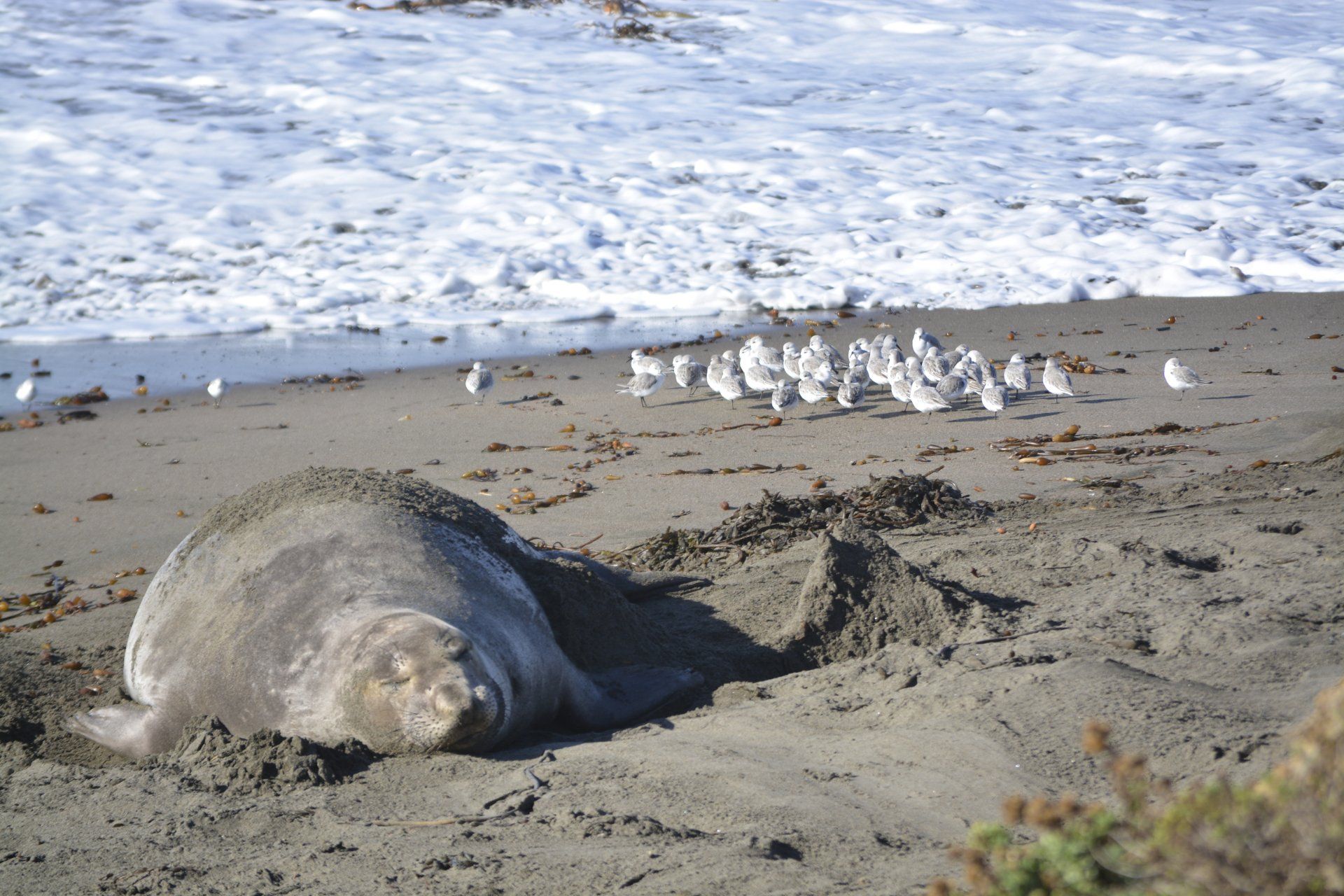 Large elephant seal resting on sandy beach; seagulls in background.