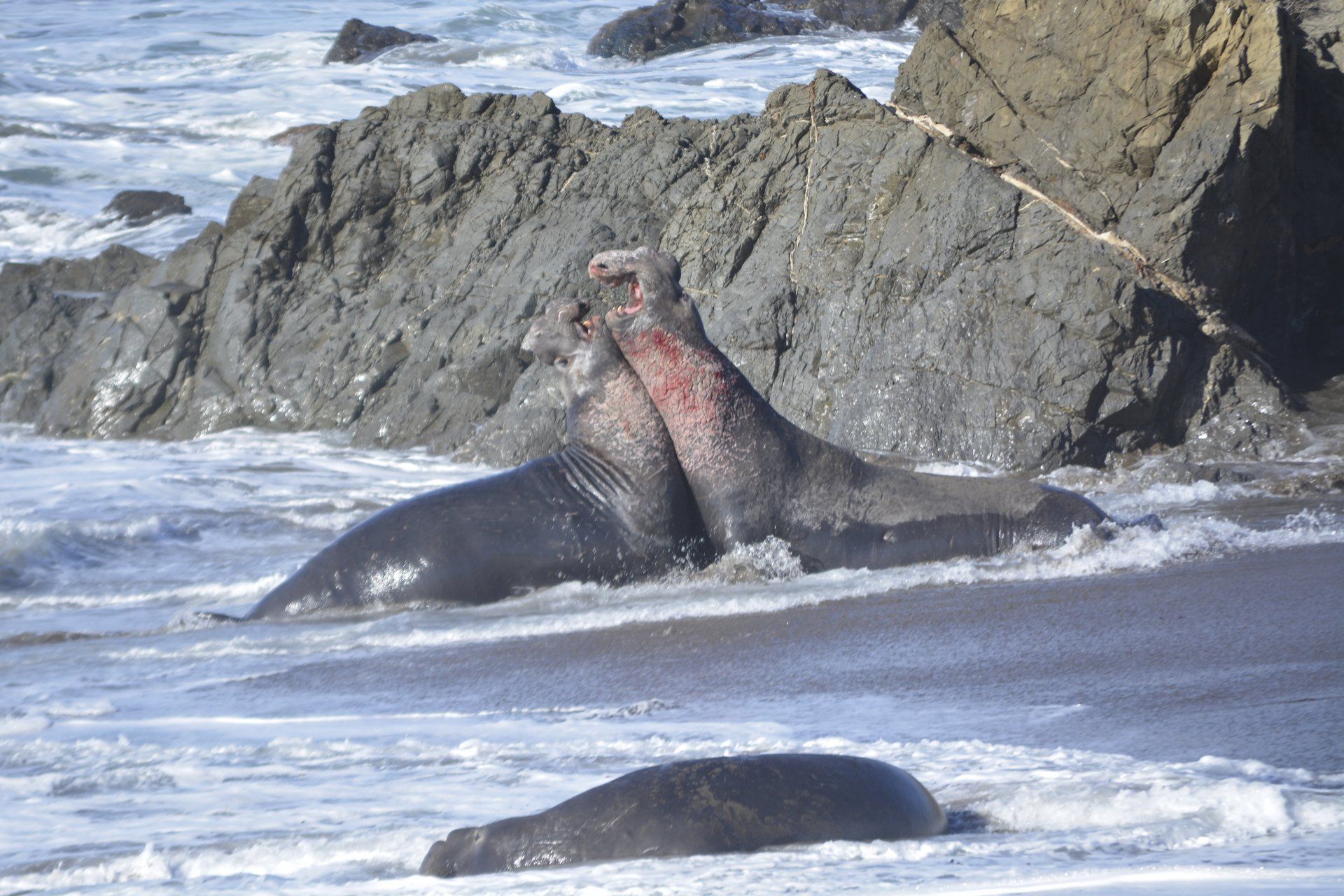 Two elephant seals fighting on a beach, waves crashing around them. One seal rests below.