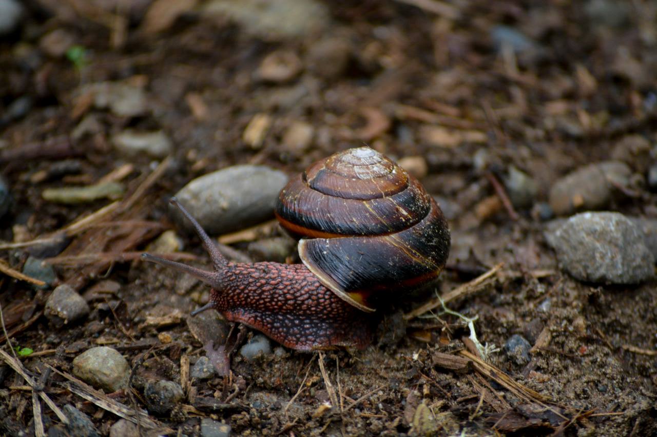 Snail with brown and dark-toned shell crawling on dark soil with small stones.