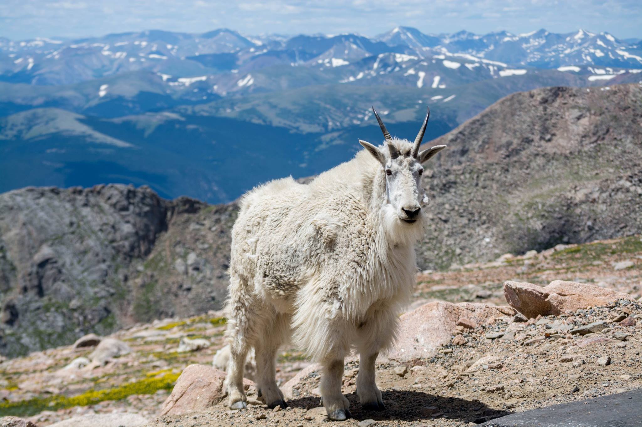 Mountain goat standing on rocky terrain, overlooking mountains and blue sky.