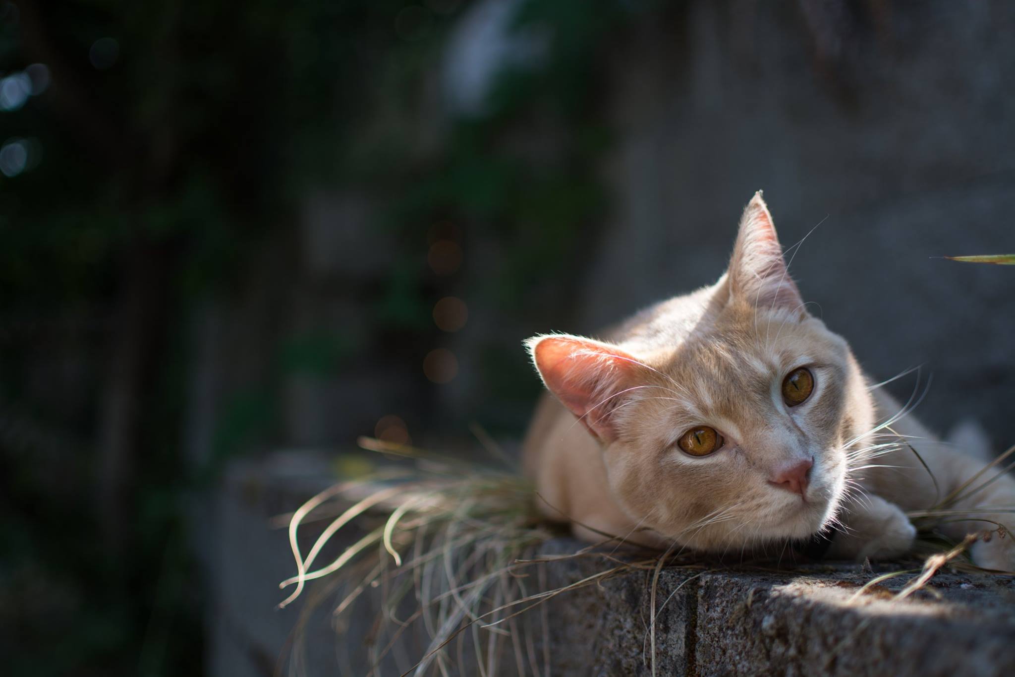 Orange tabby cat resting on a concrete ledge, basking in sunlight.