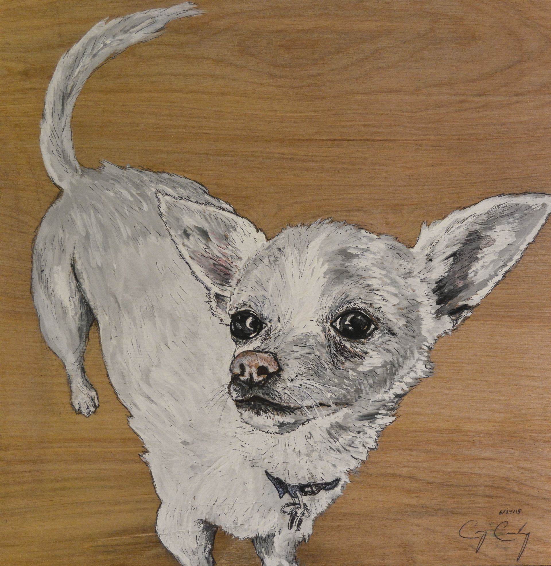 White Chihuahua dog portrait on a wood surface, looking up.